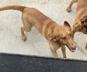 Bloodhound Puppy for sale in SPOTSYLVANIA, VA, USA