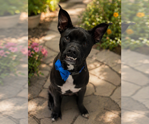 American Staffordshire Terrier-Boston Terrier Mix Dogs for adoption in Phoenix, AZ, USA
