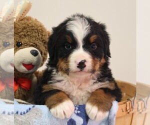 Bernese Mountain Dog Puppy for sale in FREDERICKSBURG, OH, USA