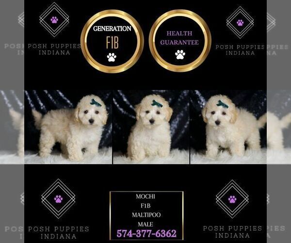 Medium Photo #6 Maltipoo Puppy For Sale in WARSAW, IN, USA