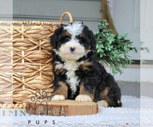 Bernedoodle (Miniature) Puppy for sale in NARVON, PA, USA