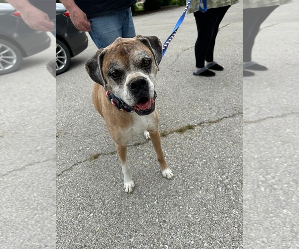 Medium Photo #5 Boxer Puppy For Sale in Burnsville, MN, USA
