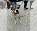 Small #4 Boxer