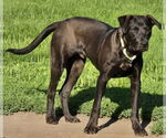 Small #3 Labrador Retriever Mix