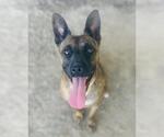 TIARA - Female Mutt Dog for Adoption - Small photo