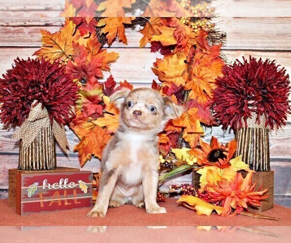 Medium Photo #5 Chihuahua Puppy For Sale in CHARLESTON, AR, USA