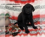Puppy Prncs Buttercup Labrador Retriever