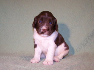 English Springer Spaniel Puppy for sale in KILKENNY, MN, USA