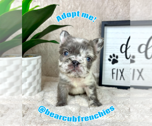Medium Photo #1 French Bulldog Puppy For Sale in FRANKLIN, IN, USA