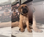Small #13 Bullmastiff