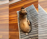 Small Photo #2 Mutt Puppy For Sale in Brooklyn Center, MN, USA