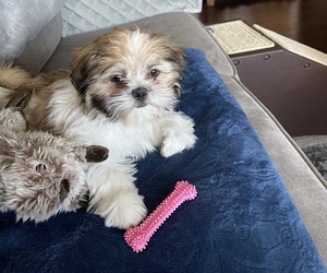 Shih Tzu Puppy for sale in LONGMONT, CO, USA