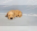 Small #2 Golden Retriever