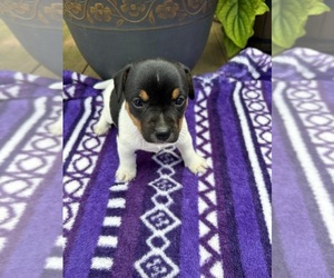 Rat Terrier Puppy for sale in TAMPICO, IL, USA