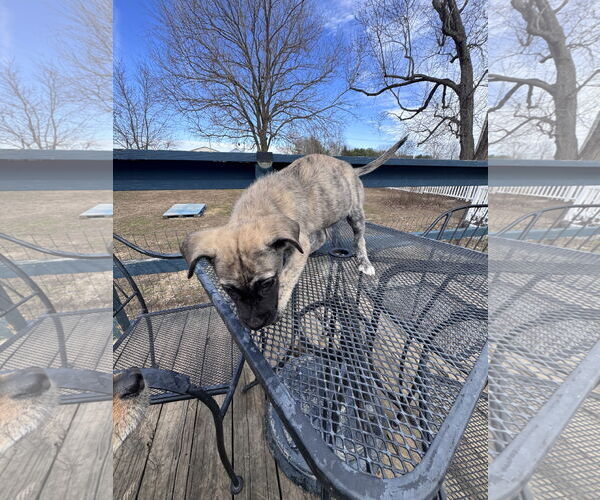 Medium Photo #12 German Shepherd Dog-Unknown Mix Puppy For Sale in Columbus, IN, USA