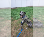 Small #4 Great Dane