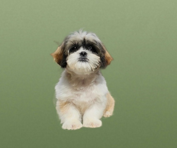 Medium Photo #6 Shih Tzu Puppy For Sale in SAN DIEGO, CA, USA