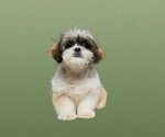 Small Photo #6 Shih Tzu Puppy For Sale in SAN DIEGO, CA, USA