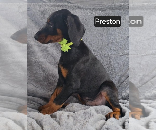 Medium Photo #2 Doberman Pinscher Puppy For Sale in POMEROY, OH, USA