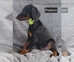 Small #1 Doberman Pinscher