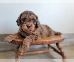 Puppy 3 Miniature Bernedoodle