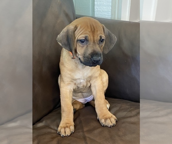 Medium Photo #15 Rhodesian Ridgeback Puppy For Sale in KELLER, TX, USA