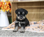 Small #2 Schnauzer (Miniature)
