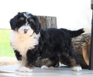 Miniature Bernedoodle Puppy for sale in FREDERICKSBG, OH, USA