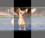 Small #1 Chihuahua Mix
