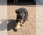 Small Photo #10 German Shepherd Dog Puppy For Sale in KENNESAW, GA, USA