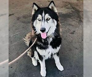 Oso - Male Siberian Husky Dog for Adoption - Photo #2