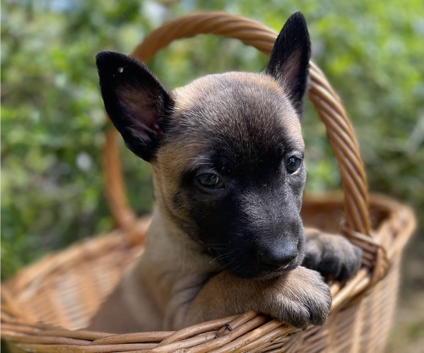 Medium Photo #7 Belgian Malinois Puppy For Sale in S CHARLESTON, WV, USA