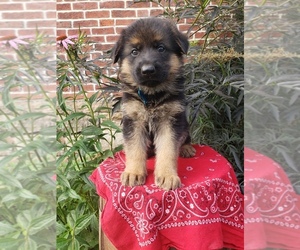 German Shepherd Dog Puppy for Sale in MILLERSTOWN, Pennsylvania USA