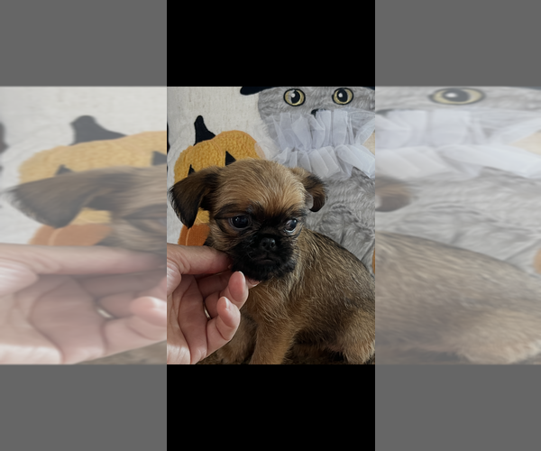 Medium Photo #3 Brussels Griffon Puppy For Sale in NILES, MI, USA