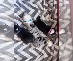 Image preview for Ad Listing. Nickname: Litter of 5