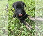 Small Photo #11 German Shepherd Dog Puppy For Sale in WEST POINT, VA, USA