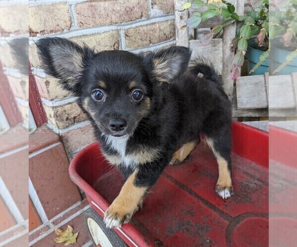 Medium Photo #3 Chihuahua Puppy For Sale in LEBANON, PA, USA