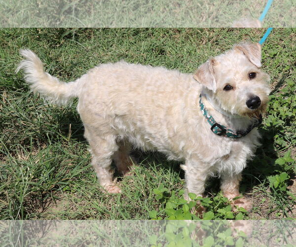 Medium Photo #2 Poodle (Miniature)-Unknown Mix Puppy For Sale in Bandera, TX, USA
