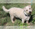 Small #1 Poodle (Miniature) Mix