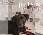Small #22 Labrador Retriever Mix