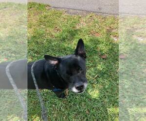 Sadie - Female Labrador Retriever-Unknown Mix Dog for Adoption - Photo #28