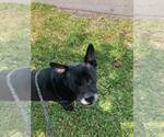 Small #27 Labrador Retriever Mix