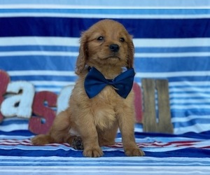 Golden Retriever Puppy for sale in LANCASTER, PA, USA