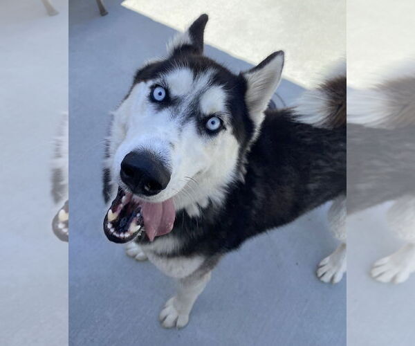 Medium Photo #3 Siberian Husky Puppy For Sale in Salinas, CA, USA