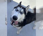 Small #2 Siberian Husky