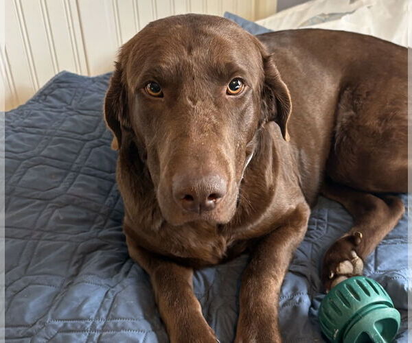 Medium Photo #3 - Mix Puppy For Sale in Omaha, NE, USA