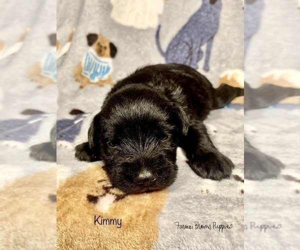 Medium Photo #2 Schnauzer (Miniature) Puppy For Sale in SEDALIA, MO, USA