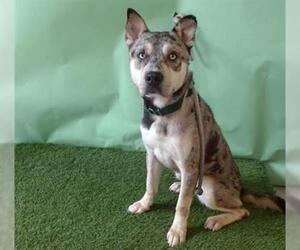 Texas Heeler-Unknown Mix Dogs for adoption in Downey, CA, USA