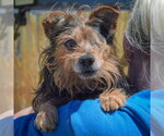 Small #3 Brussels Griffon Mix