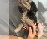 Small #7 F2 Aussiedoodle